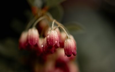 Overcoming Seasonal Affective Disorder – our latest webinar